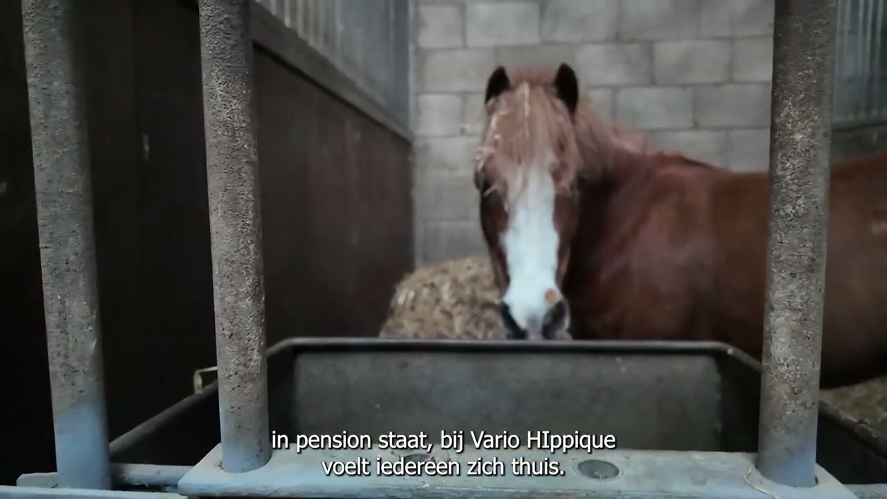 Manege Vario Hippique Spaarnwoude, Alles wat je wil weten als paardenliefhebber.