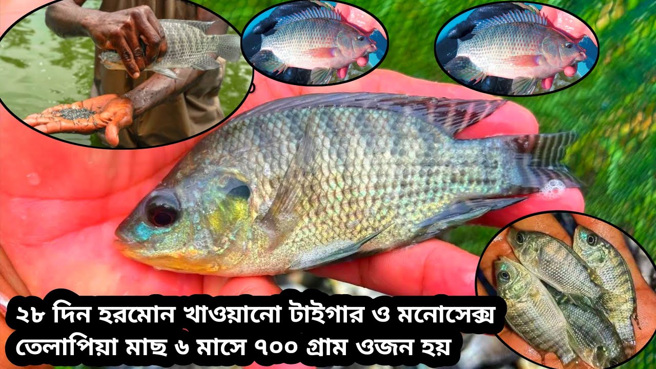 ২৮ দিন হরমোন খাওয়ানো টাইগার ও মনোসেক্স তেলাপিয়া মাছ ৬ মাসে ৭০০ গ্রাম ওজন হয়||