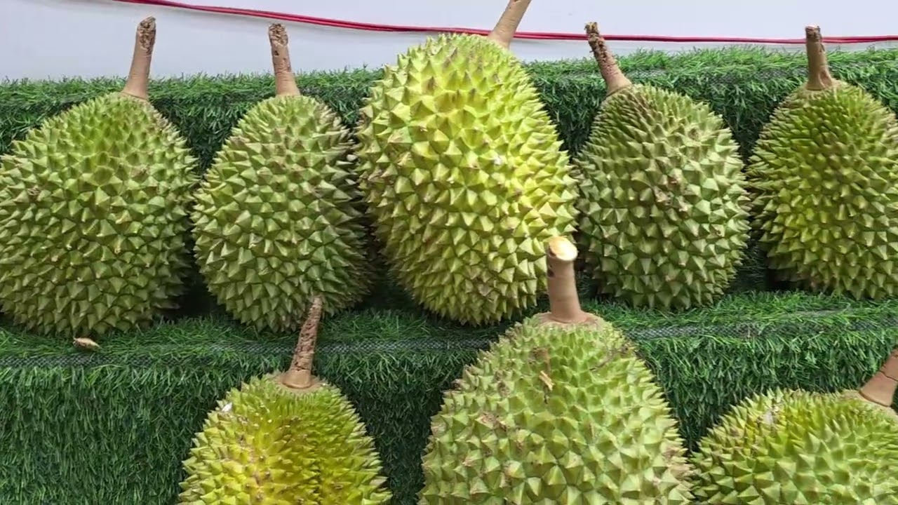 SẦU RIÊNG HIẾU NGHĨA  VẪN  CÒN ĐỂ PHỤC VỤ CHO ÔNG BÀ CÔ CHÚ ANH CHỊ Ạ