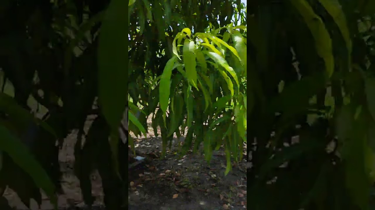 Minha chácara,lugar que amo 🤩