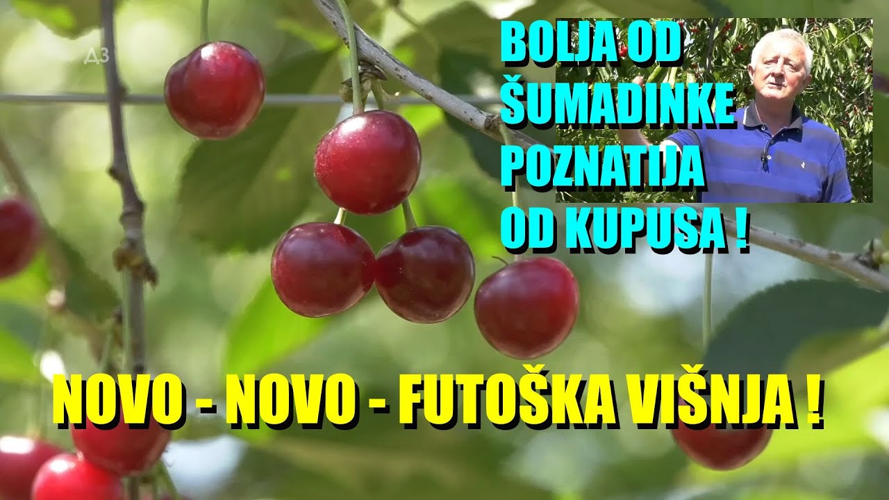 HIT U VOĆARSTVU - NOVA SORTA VIŠANJA - FUTOŠKA - gde se greši u TREŠNJAMA  - šta su iskustva...