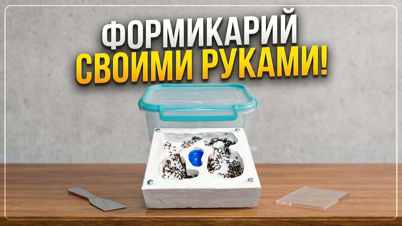 ФОРМИКАРИЙ СВОИМИ РУКАМИ+ЗАСЕЛЕНИЕ