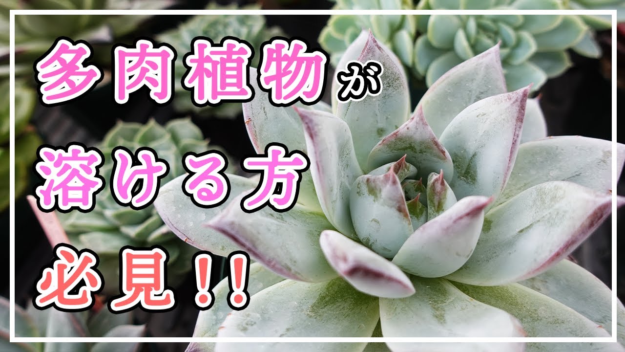 【多肉植物】夏の病気から多肉を守る予防薬😊