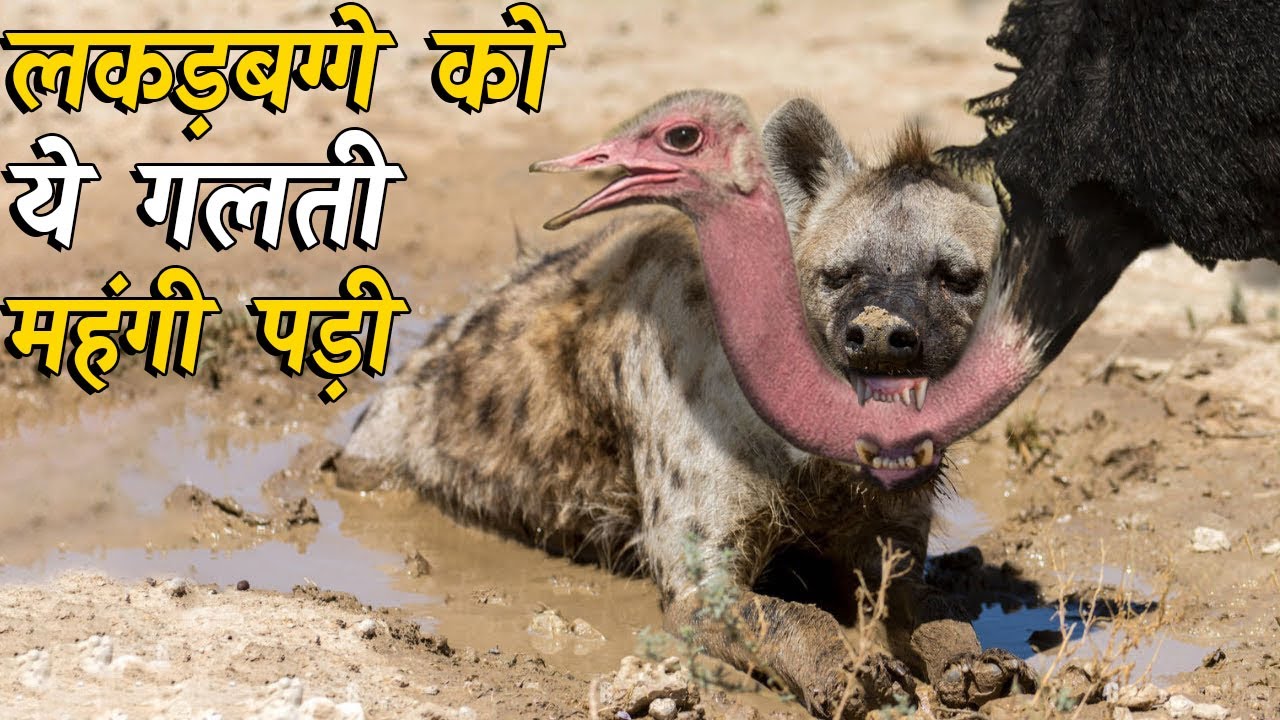 शुतुरमुर्ग कितने खतरनाक होते है, देख लो ।