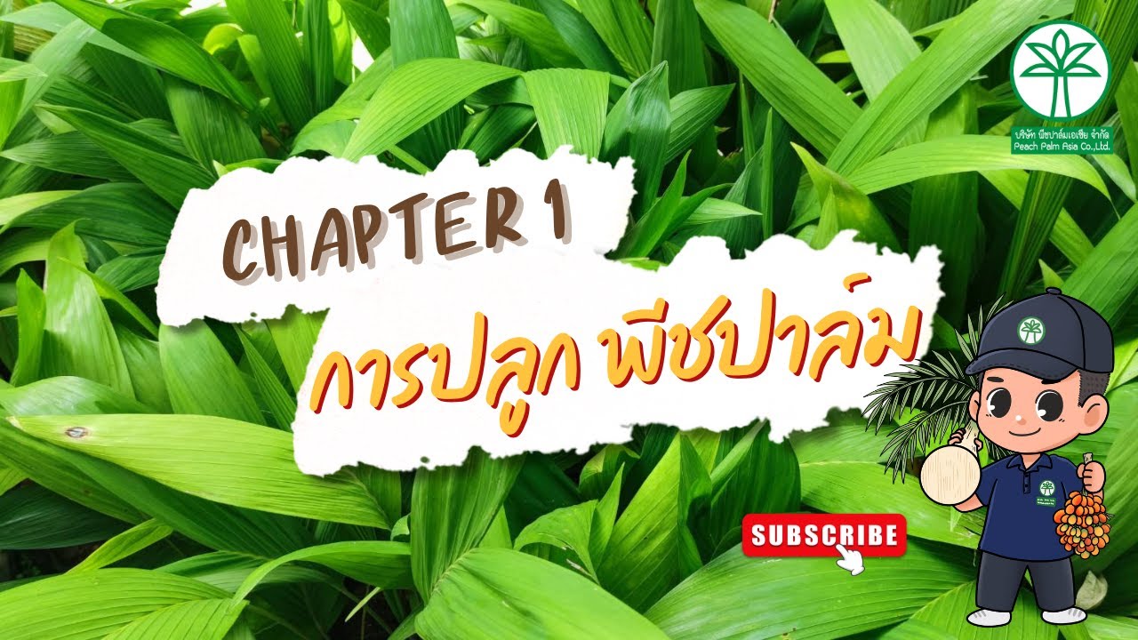 พีชปาล์มเอเซีย I Chapter 1 การปลูกพีชปาล์ม