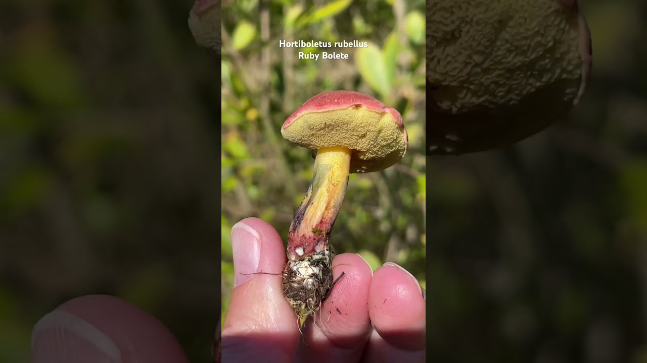 #Hortiboletus #bolete #rubybolete #wildedible #fungus #wildmushroom #ediblemushrooms #foraginguk
