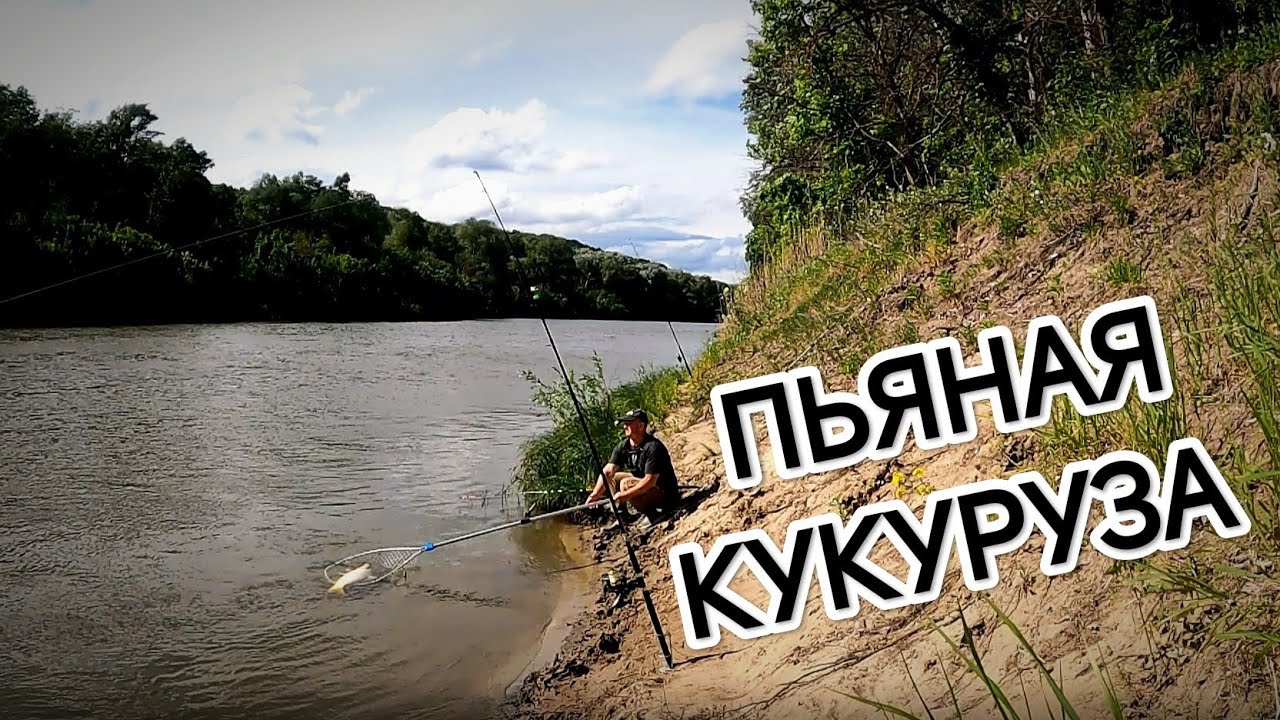 Речной сазан. Ловля рыбы на 