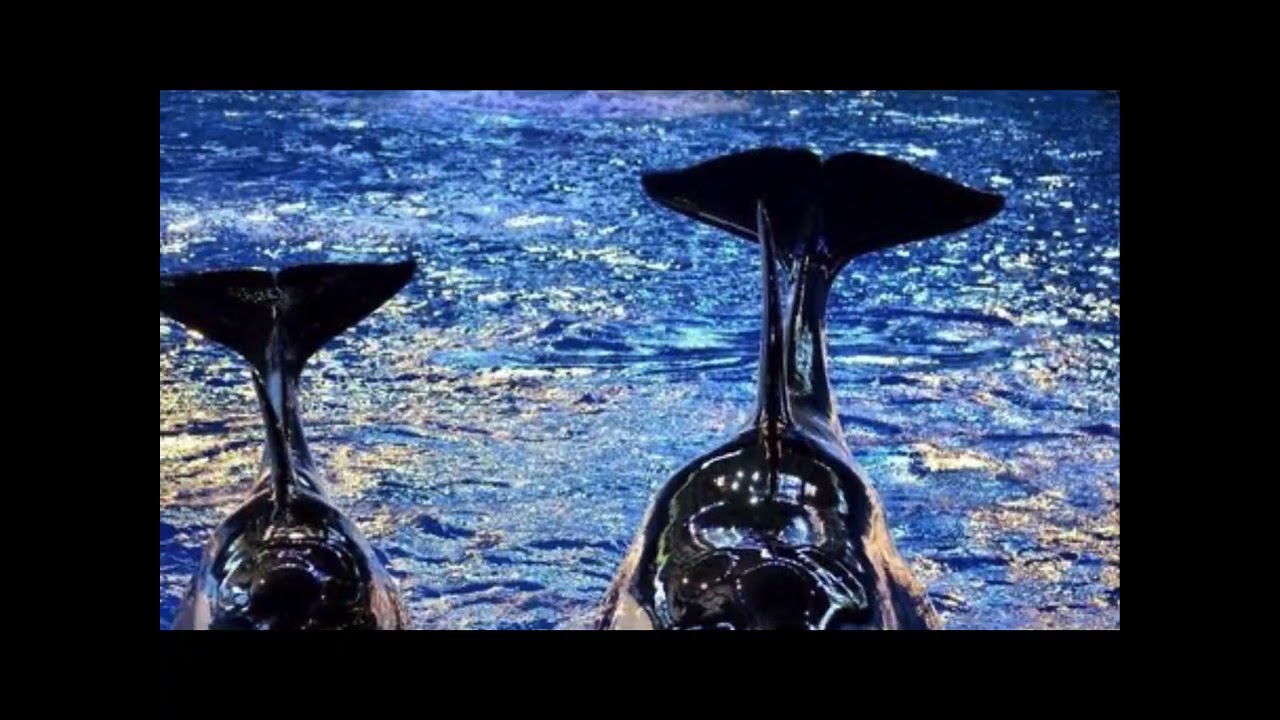 ZOO-orca mep