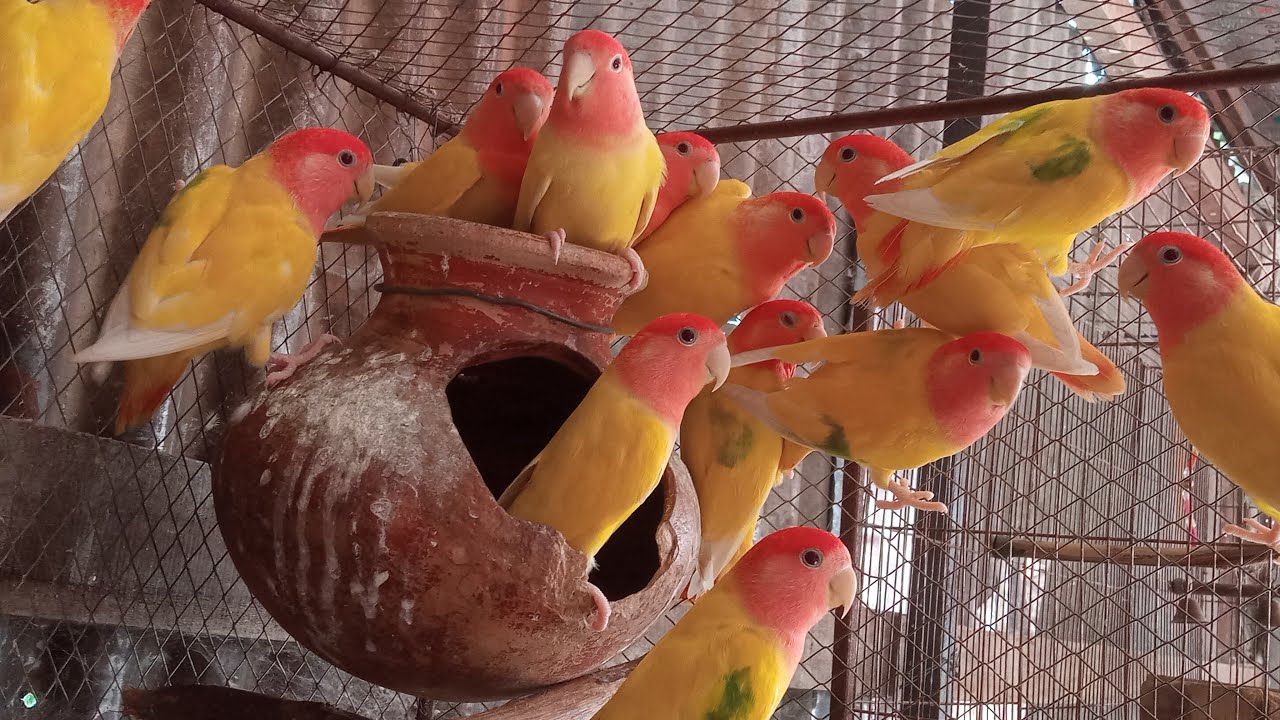 a bunch of love, they are looking charming and adorable,