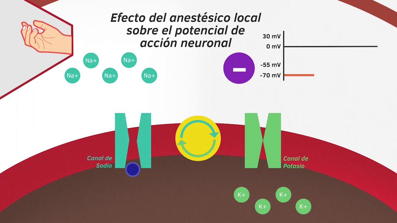 06   MECANISMO DE ACCIÓN ANESTÉSICOS LOCALES