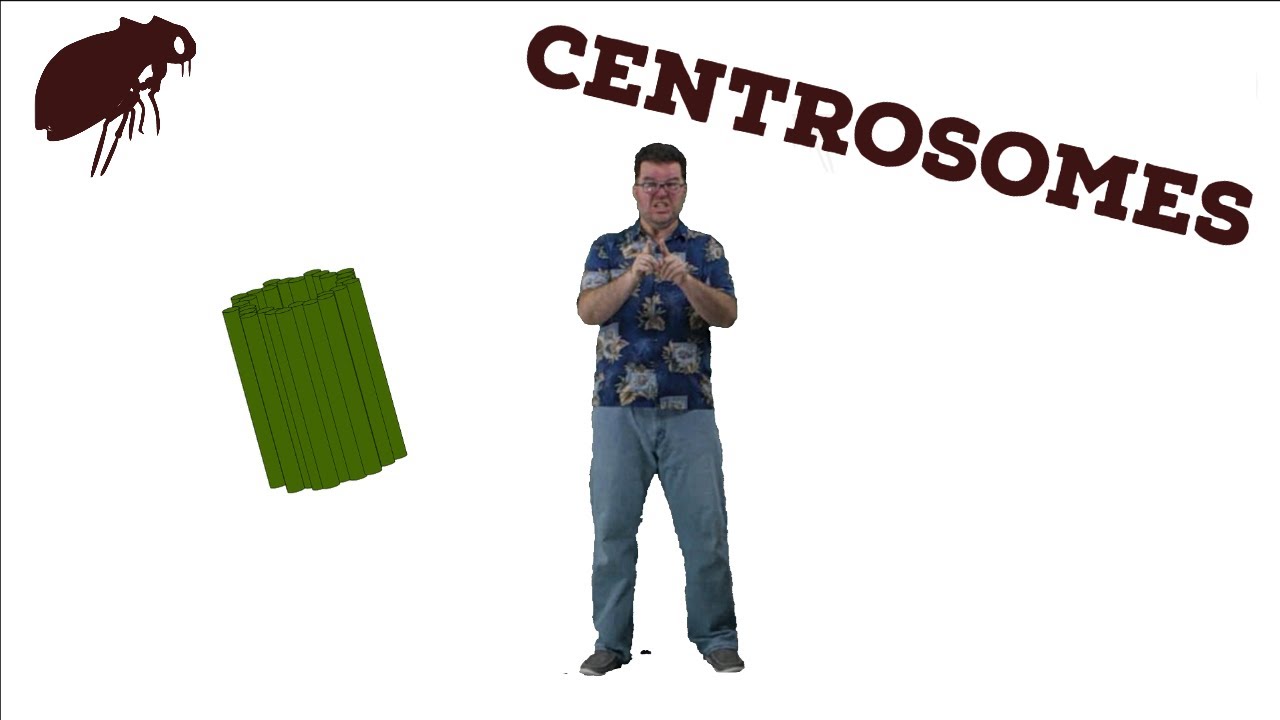 Centrosomes