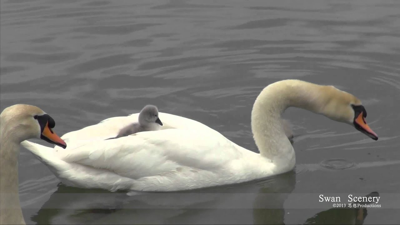 Swan Family with Babys✷ 白鳥の子 ✷  SWITZERLAND