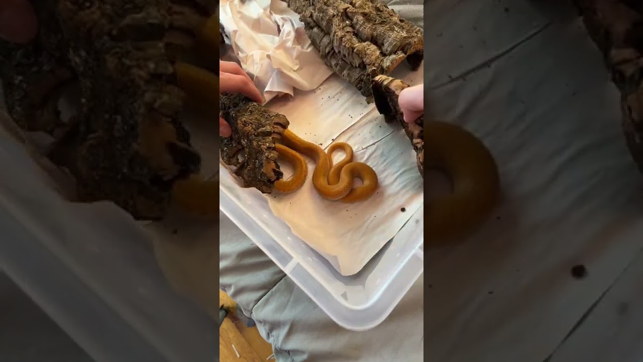 Snake tip for insecurity &mdash; these hides are better