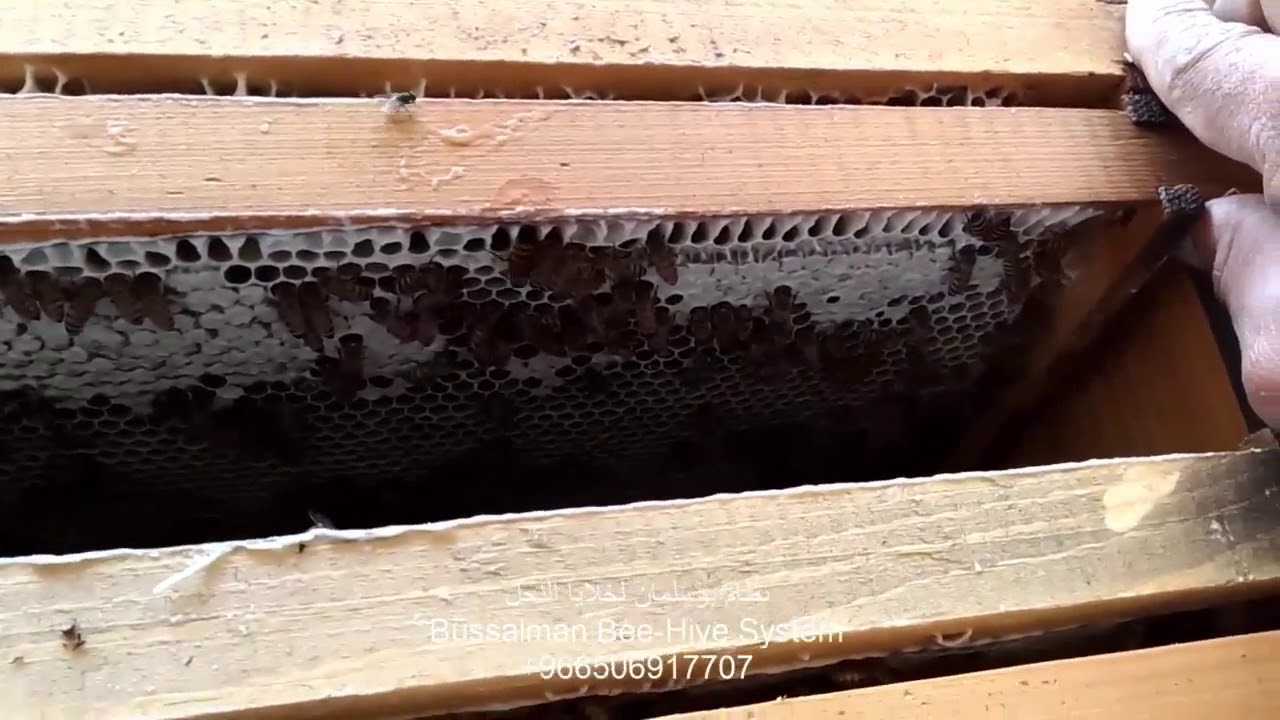 اول عرض لتجربة الادوار على نظام ابوسلمان في2017