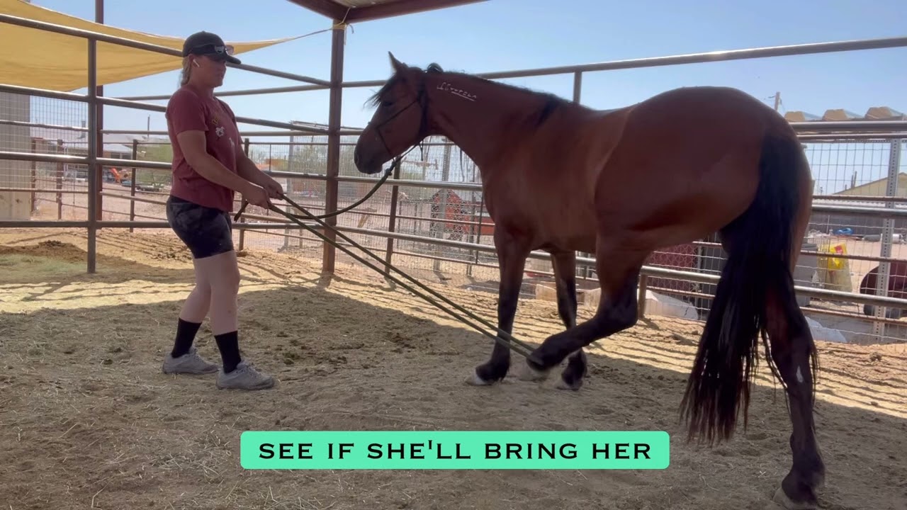 Baylee | Mustang | Learning to pick up back legs