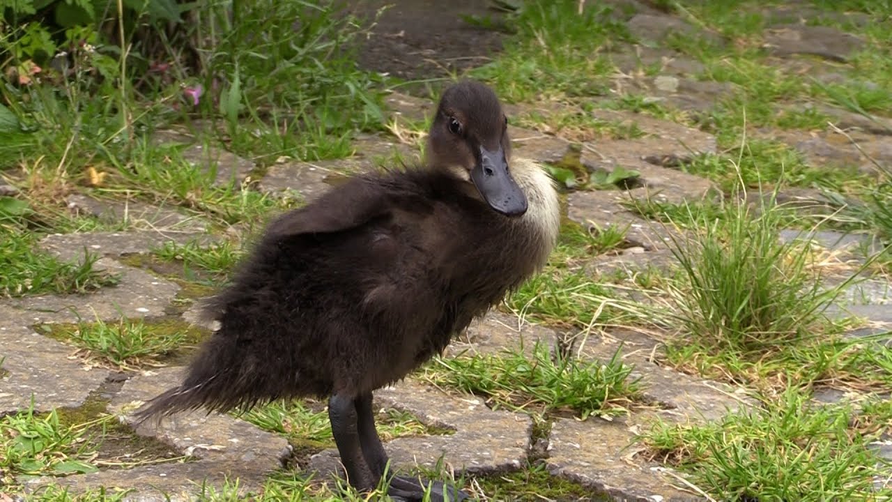Frau Müller in Obernhof ist eine Ente: Sie weiß es nur nicht!