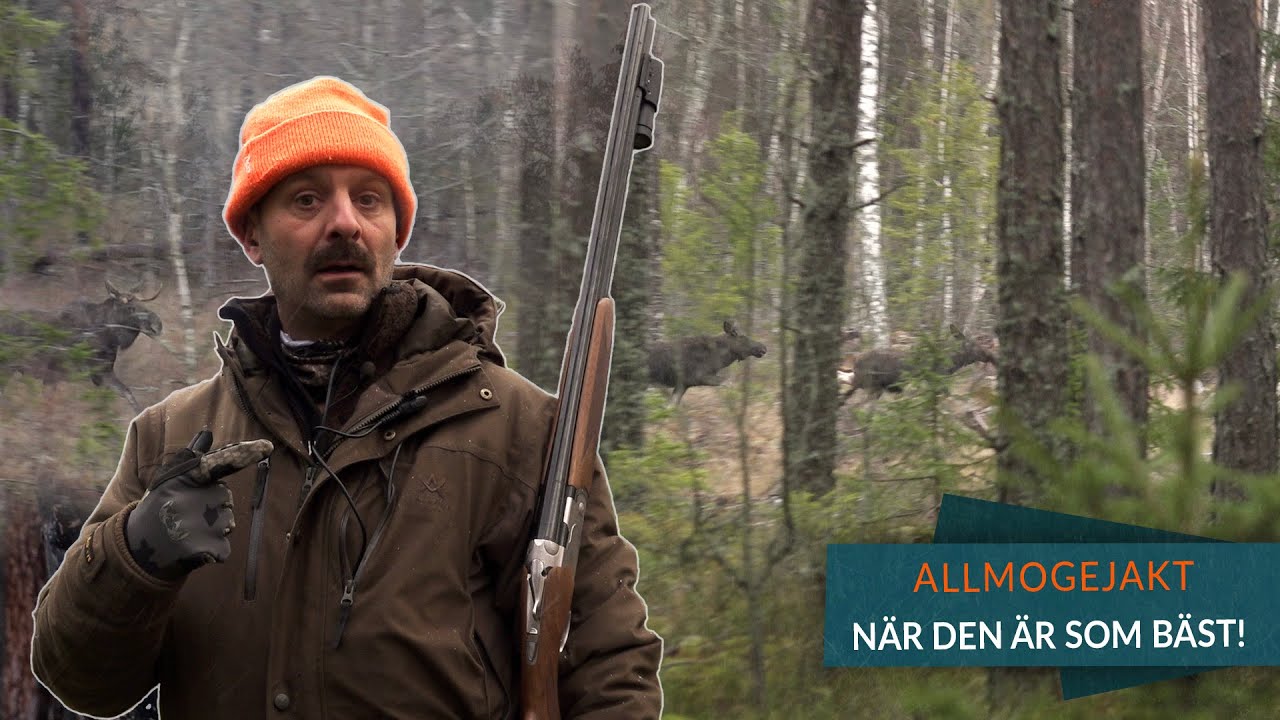 Hageljakt på rådjur med Drever! - Allmogejakt