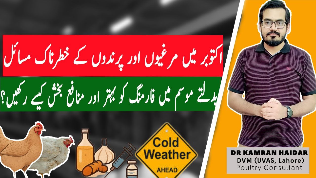 Winter is Coming! Protect Your Chickens from Cold Stress & Diseases | October Poultry Management