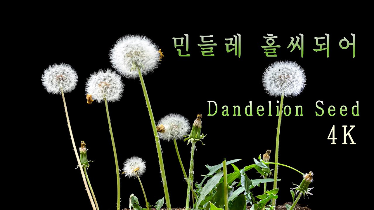4K  민들레 홀씨 되어 // dandelion seeds time lapse