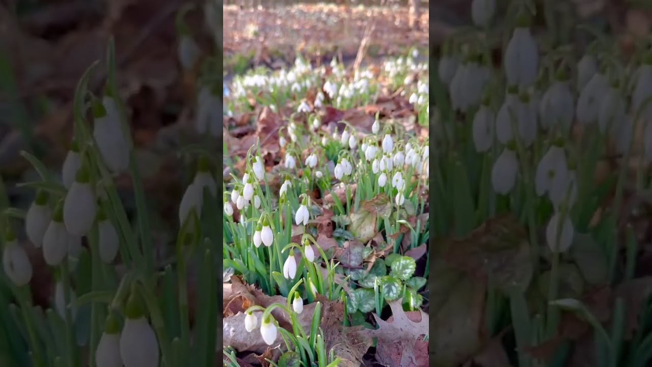 Snowdrop in the garden ❄️🌱 Wonderful winter flowers