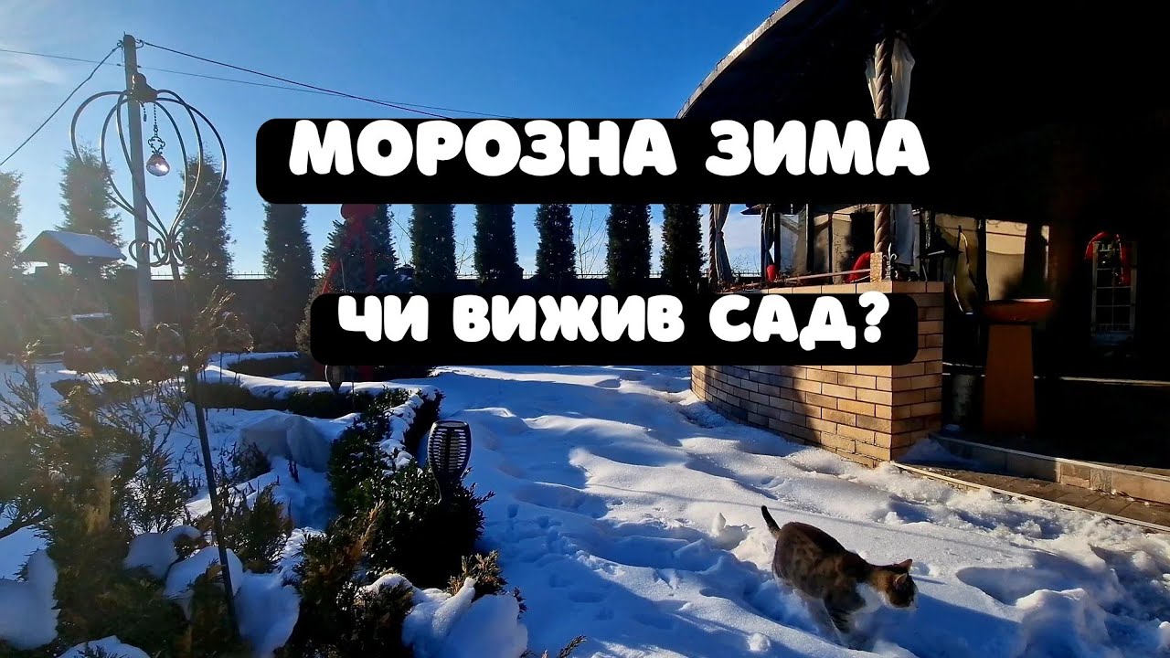 Що буде в саду після морозної зими 2026 року? Як перезимували рослини  #сад #garden 