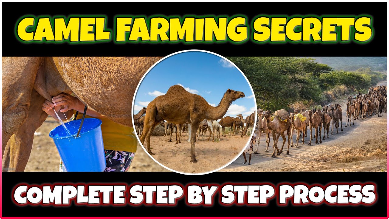 Camel Farming : A Comprehensive Guide to Raising Camels for Meat, Milk, Wool, and Transportation
