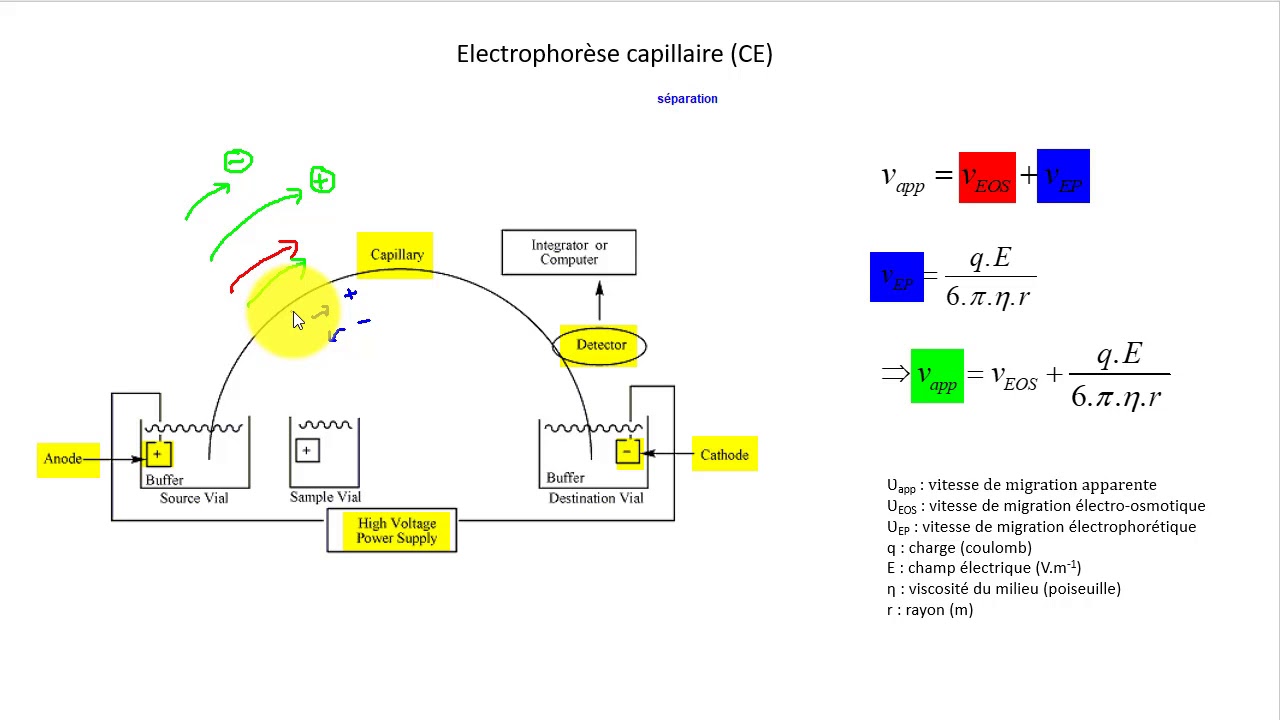 Électrophorèse capillaire - Rappel théorique