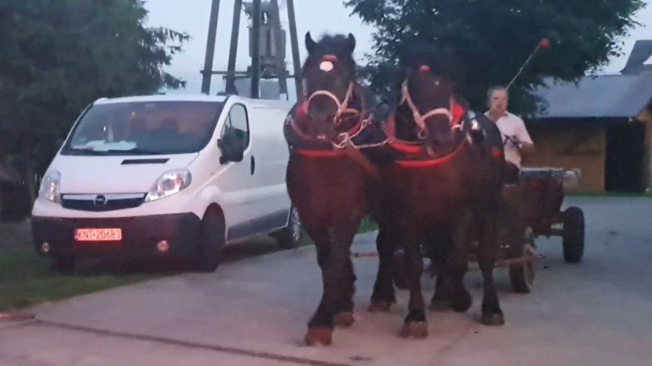 Konie Zimnokrwiste, przejazd wozem LATO 2019