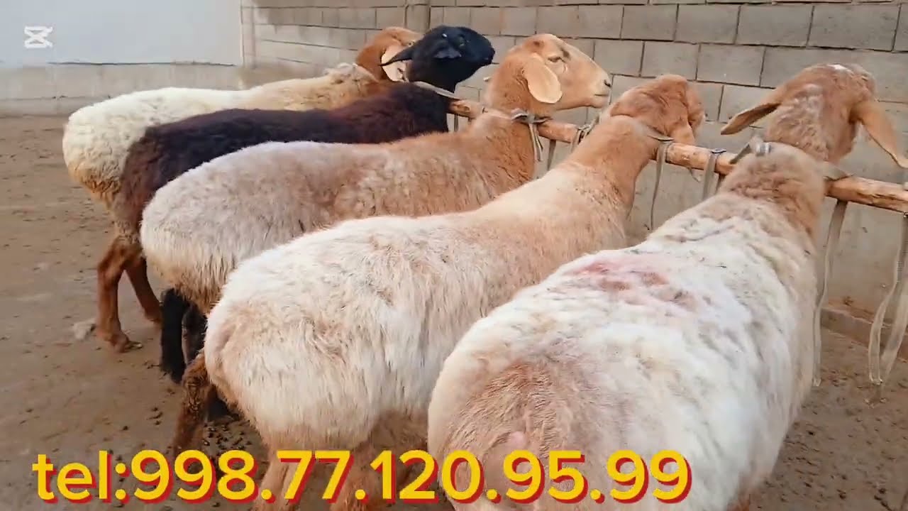 Narhalr boʻmba boʻldi 💥💣shoshilamiz qoʻylar soni cheklangan💥💯