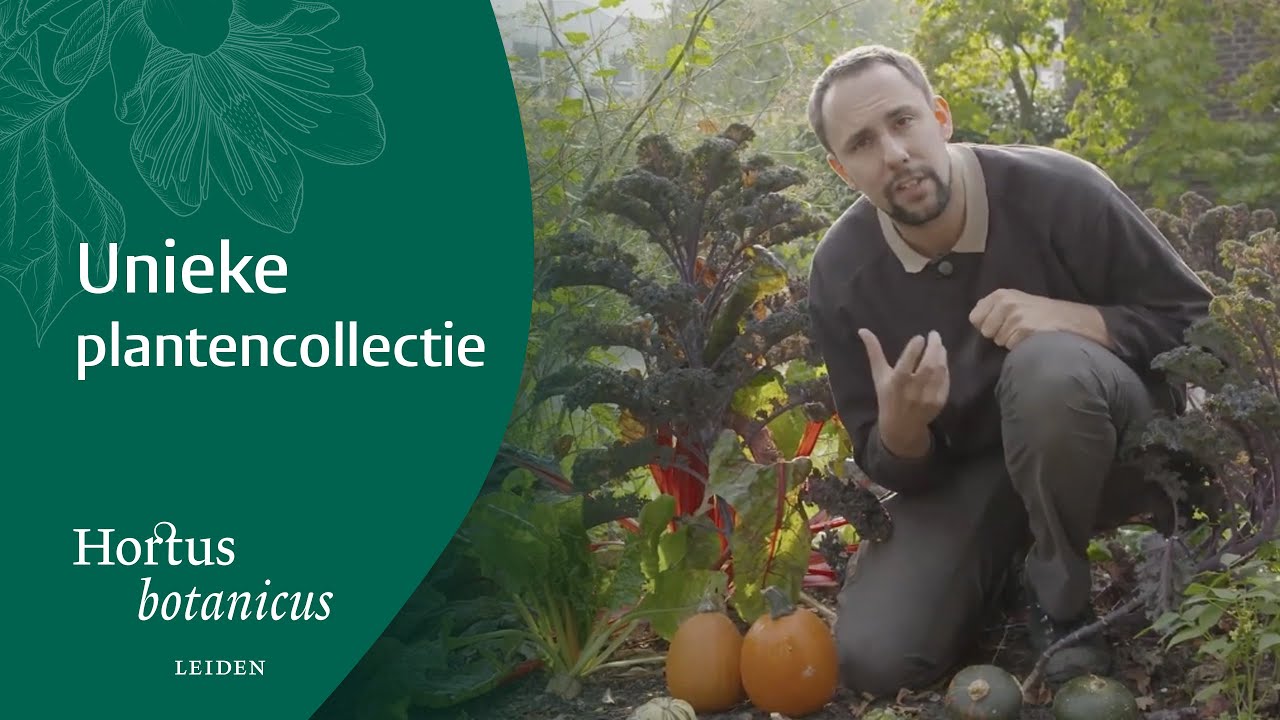 De Systeemtuin / The Systematic Garden  | Hortus botanicus Leiden