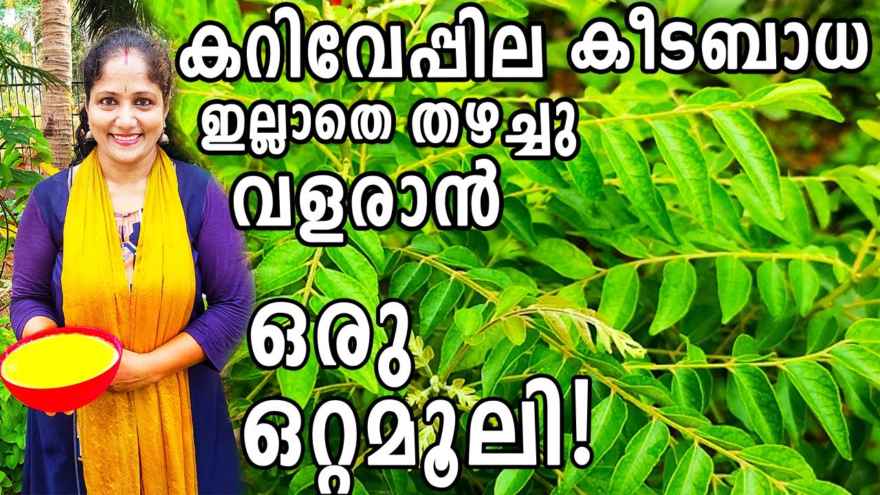 കറിവേപ്പില കീടബാധ ഇല്ലാതെ തഴച്ചുവളരാൻ ഒരു ഒറ്റമൂലി! | Zero Cost POWERFUL Curryleaves Pesticide!