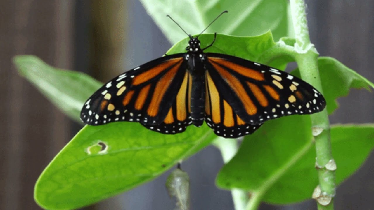 Cat Games - Video GAME for Cat | Butterfly and Nature | ON Screen to watch CAT TV 1 hour