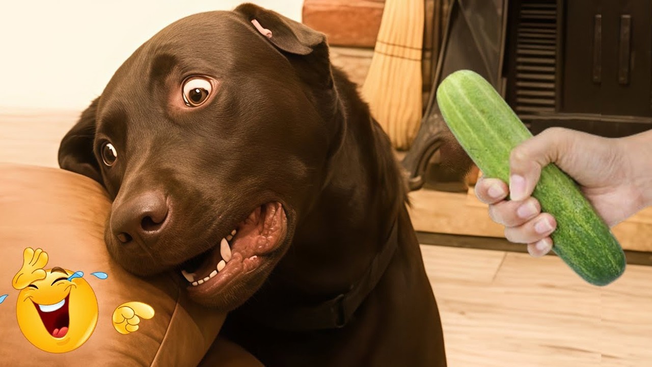 FUNNY DOGS FAILS 2026 🤣 Hilarious Dog Moments That Will Keep You Laughing All Day! 🐾#46