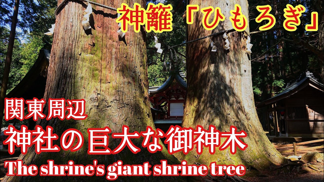 【まとめ】関東おすすめパワースポット圧巻の巨木巡り‼️【御神木】