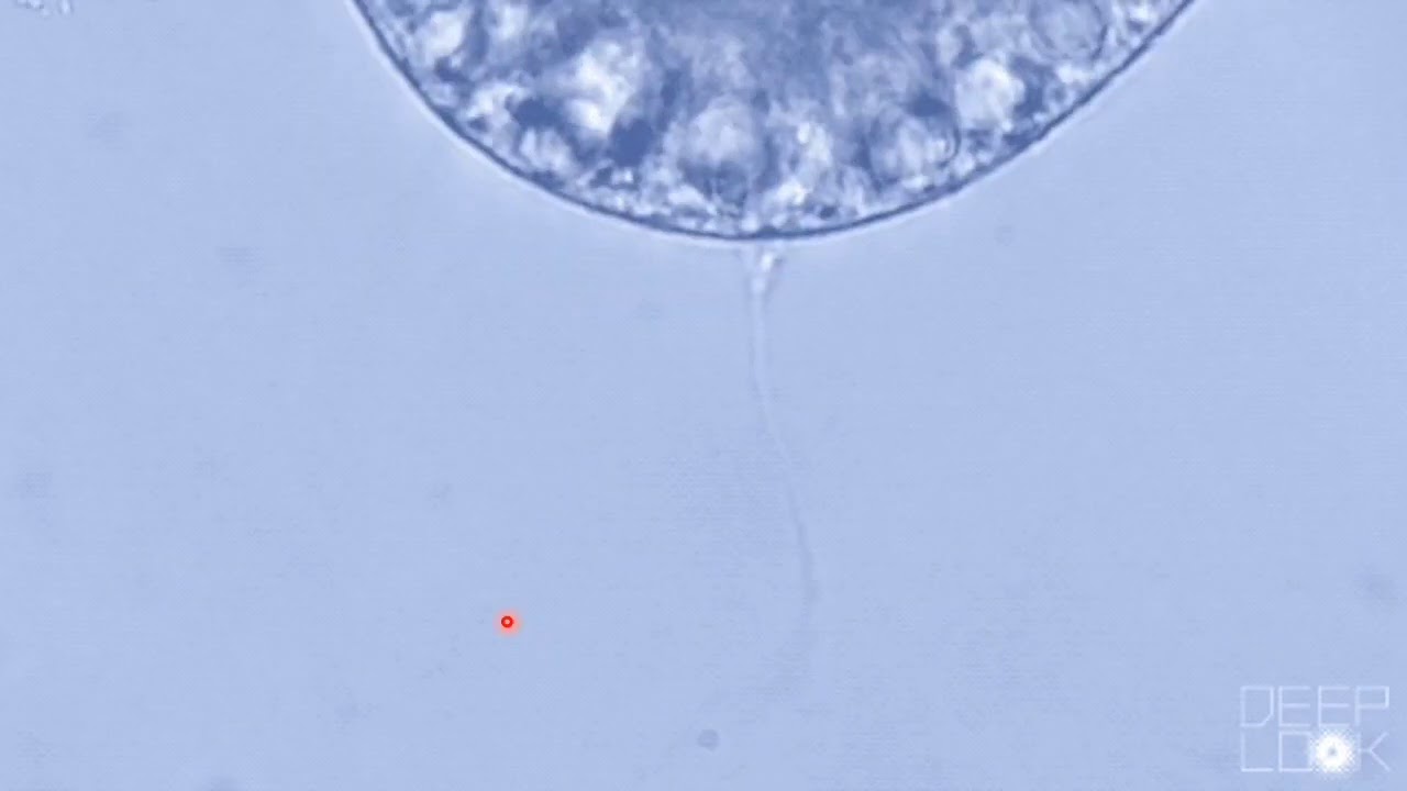 Coelenterata: Polymorphism