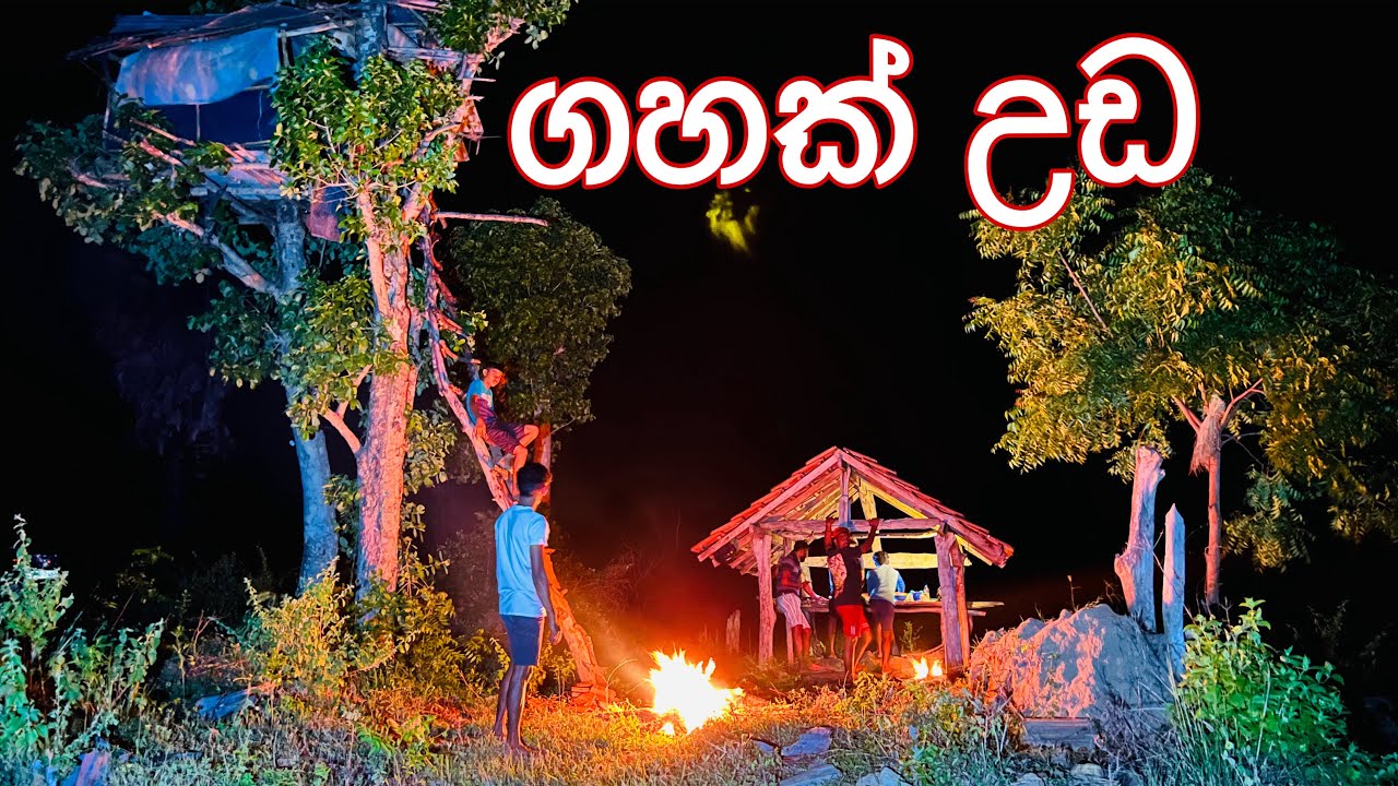 දවස් 4කට පස්සේ කරලියට 🙈 | පැලක හදපු රයිස් එක 🍚