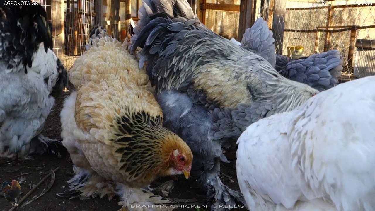 Backyard chickens - Brahma CHICKEN BREEDS - grass is good for chickens - AGROKOTA.GR