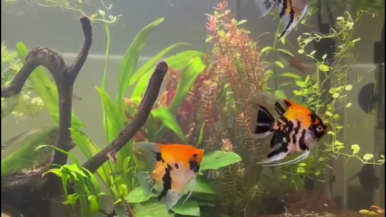 Angelfish and Swordtail fish.