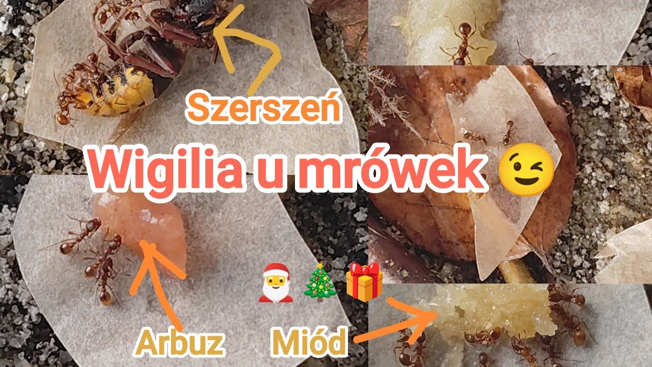🐜Wesołych świąt - odcinek Specjalny - Wigilia u mrówek.