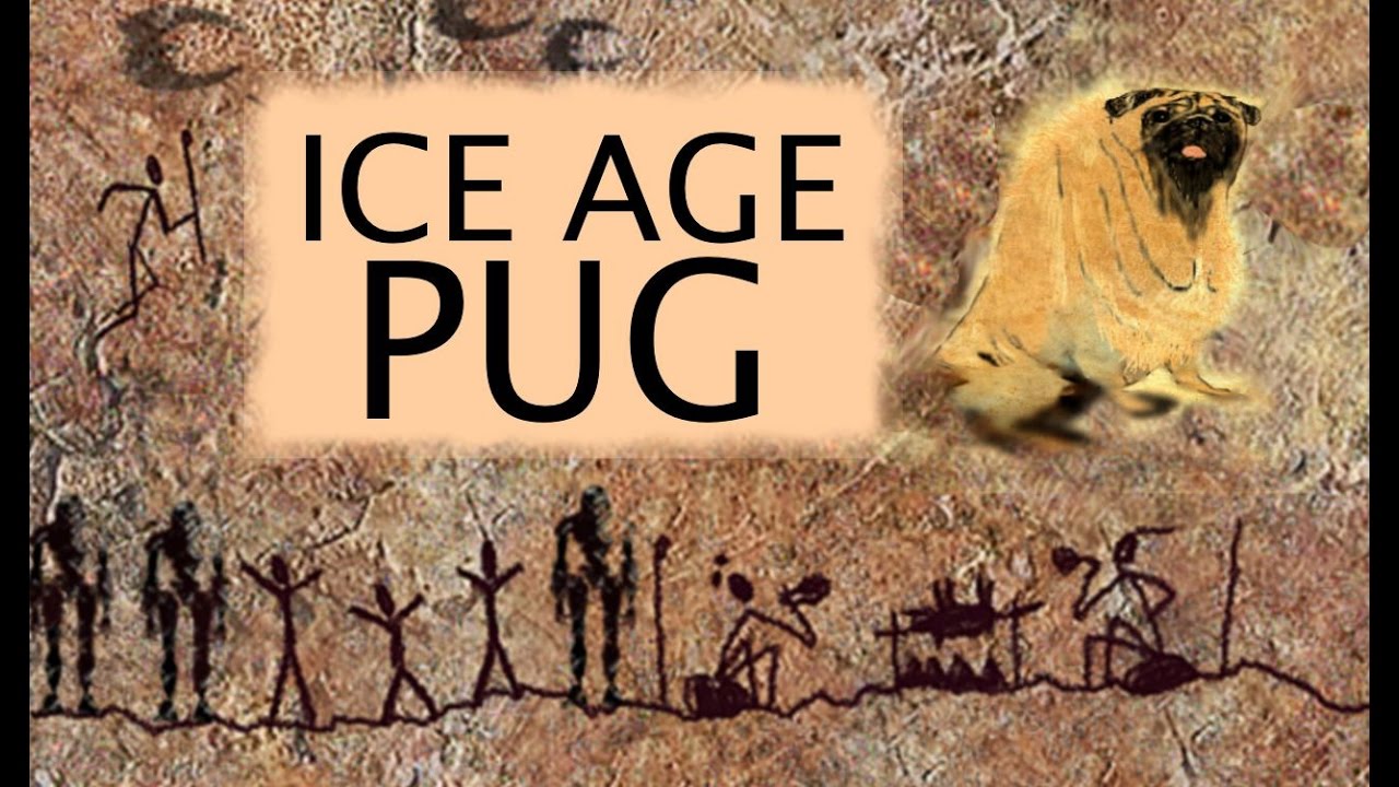 Where Did Pugs Come From? Meet the Ice Age Great Woolly Pug