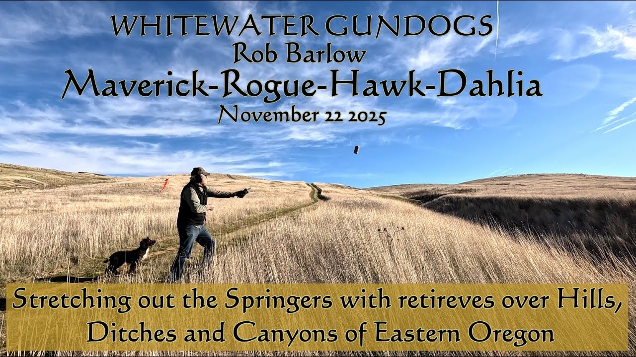 Advanced Spaniel Retrieves in the Hills, Gullies and Canyons of Eastern Oregon November 22 2025
