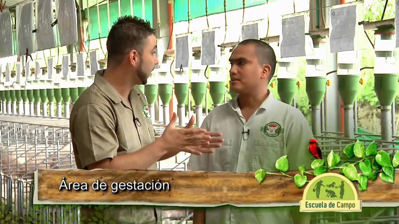 Escuela de campo: Alimentación de porcinos - 8 de julio