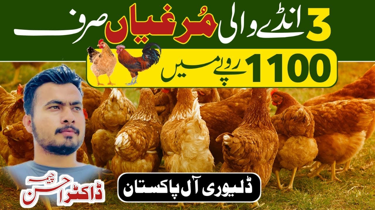 Golden (Desi Murgi) poultry farming in pakistan desi murgiya sale in all pakistan