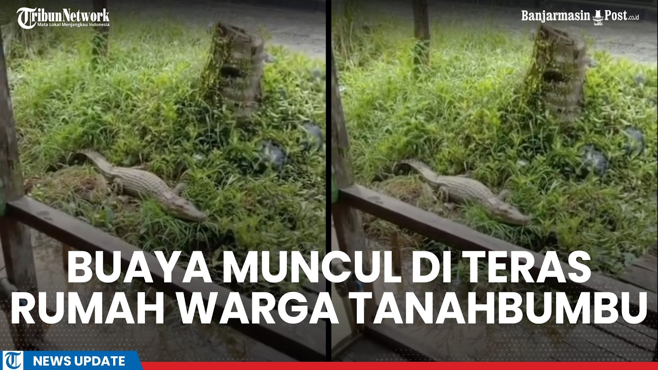 Bikin Merinding! Buaya Tiba-tiba Nongkrong di Teras Rumah Warga Tanahbumbu, Cueki Perekam