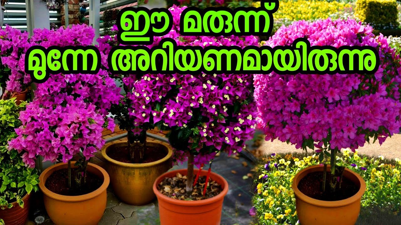 ചെടി ഭ്രാന്തു പിടിച്ചു പൂക്കും ഈ മരുന്ന് കൈയിൽ ഉണ്ടായാൽ മതി|chedikal malayalam|poochedikal|