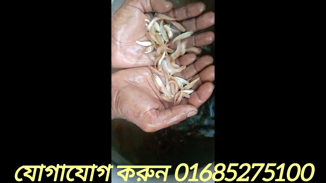 উন্নত মানের লাল রুই মাছের পোনা বিক্রয় করা হচ্ছে প্রয়োজনে অর্ডার করুন 01685275100