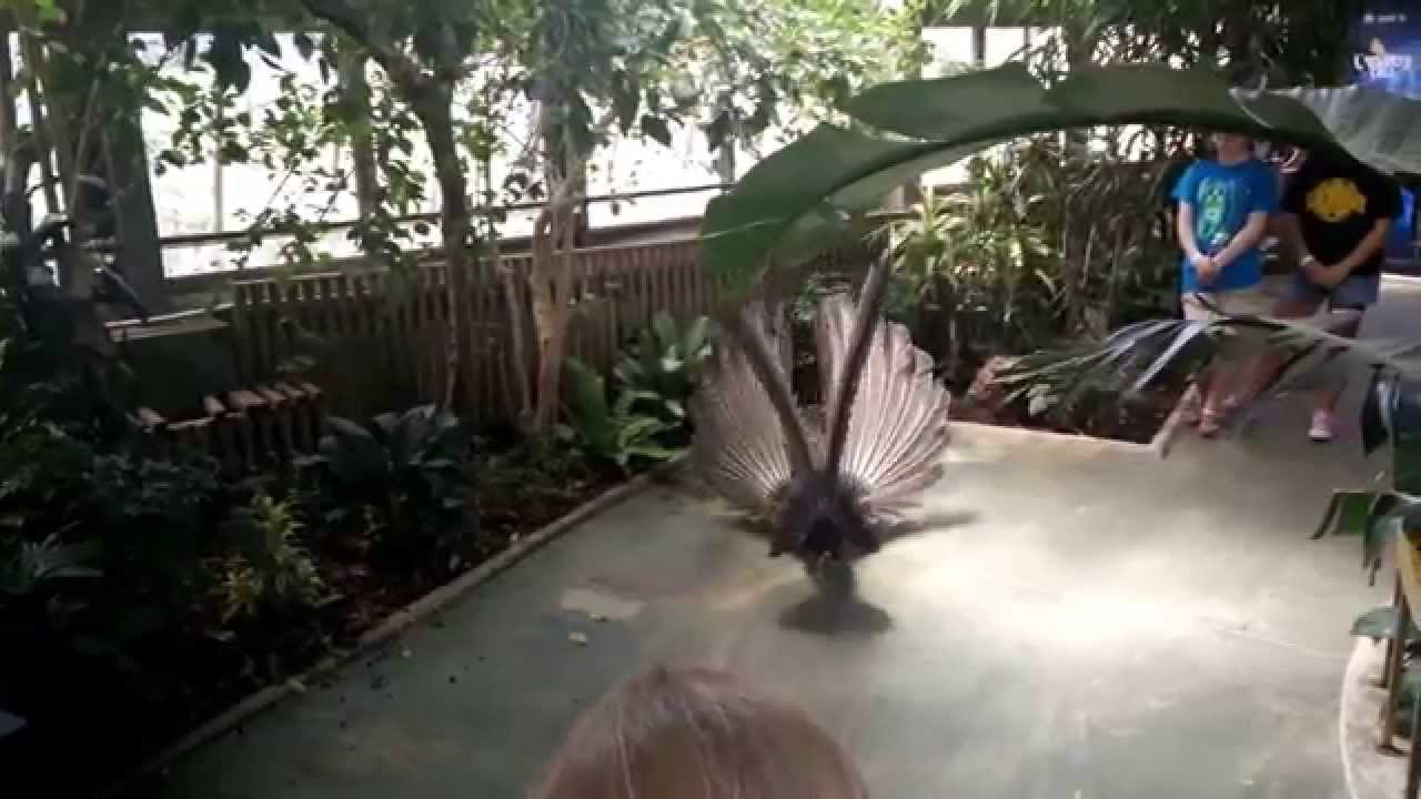 Great Argus Pheasant at the National Aviary