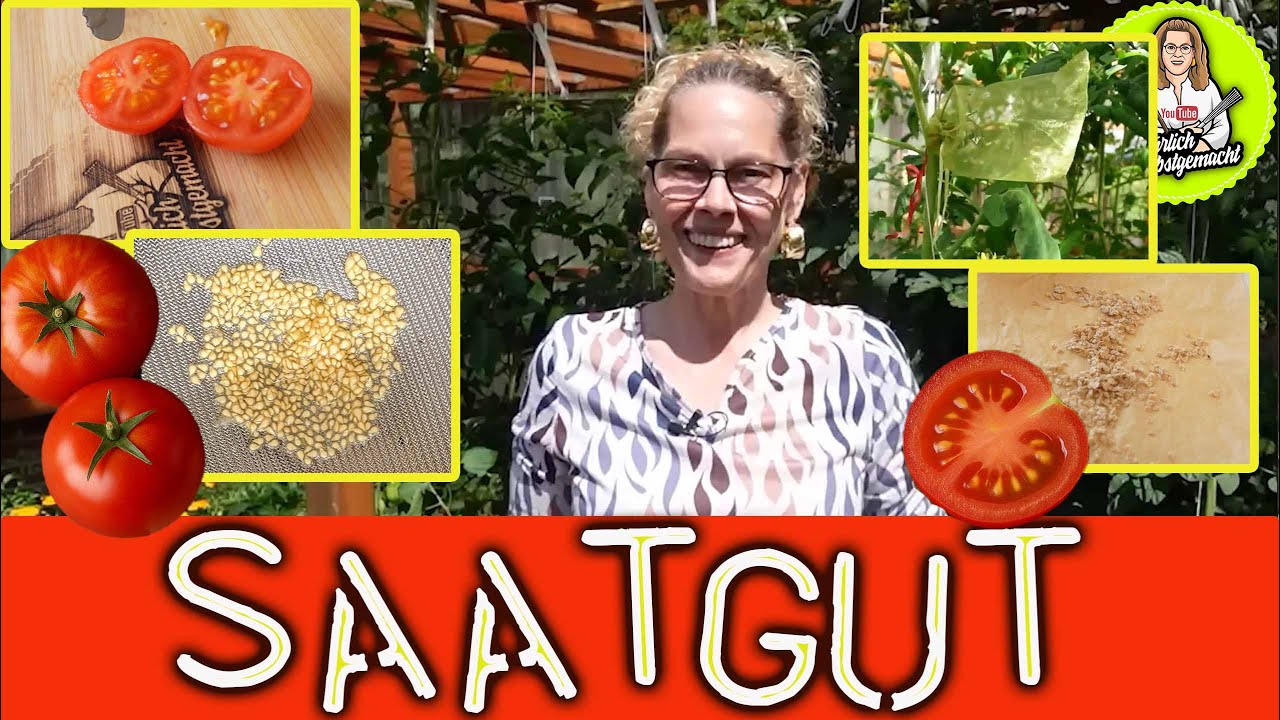 Saatgut von den eigenen Tomaten - Schritt für Schritt - spart eine Menge Geld