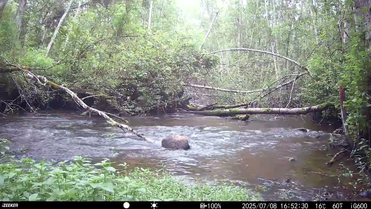 Rajakaamera/ Wildcamera/ Trail camera vol 44