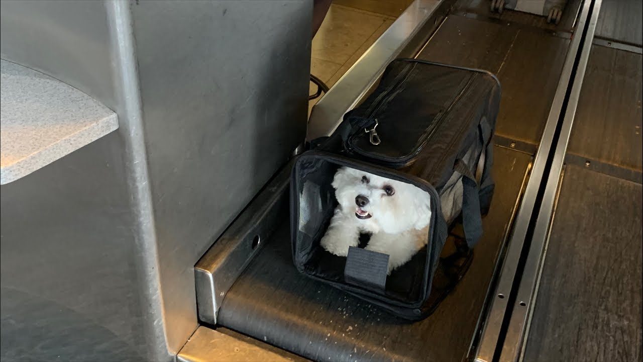 순무는 비행중 실시간 비행 최초 공개 😝